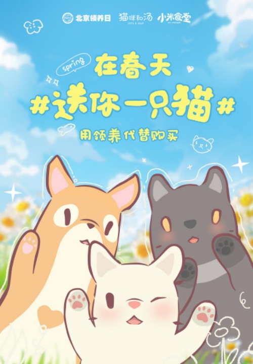 猫咪和汤×北京领养日×小米食堂 送你一只猫(图1)